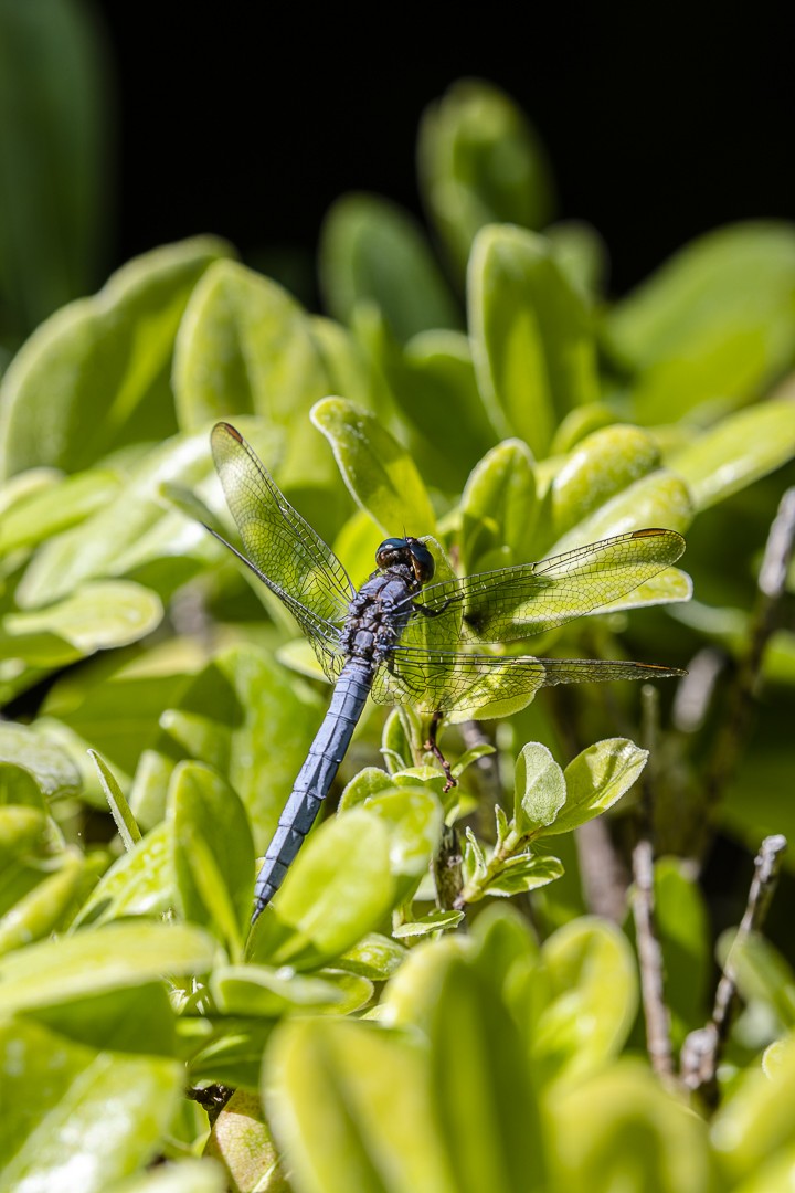 dragonfly