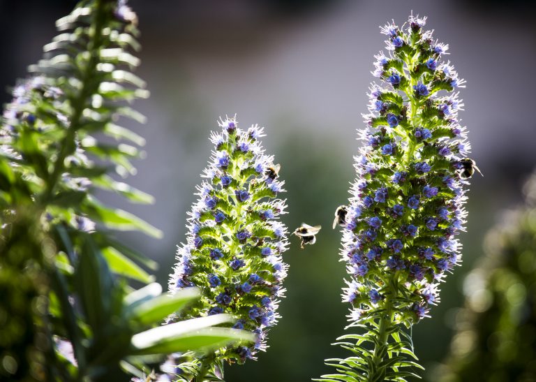 provence jardin